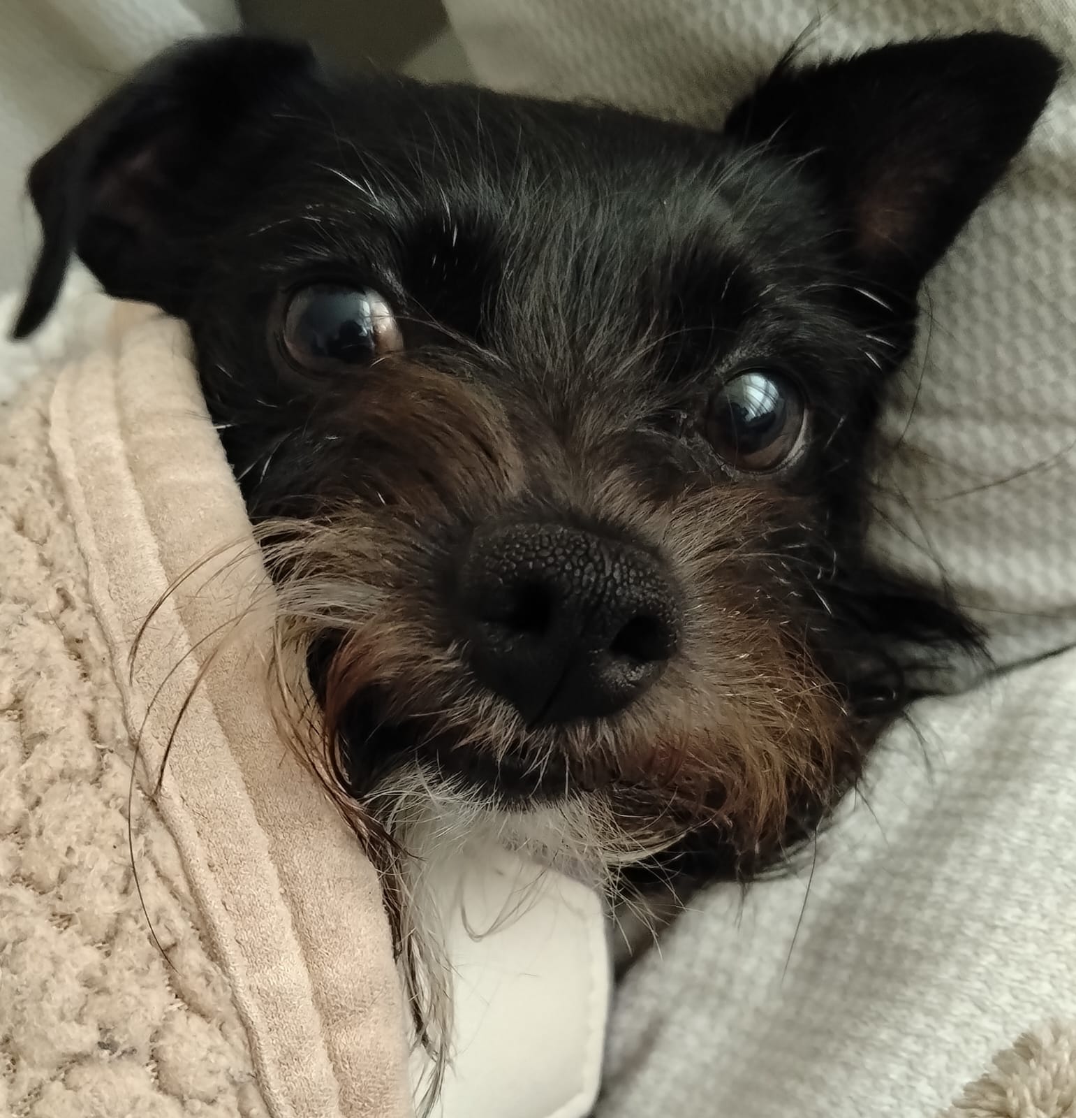Pochis, la perrita rescatada que inspiró Capibara Pets